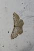 Idaea fuscovenosa